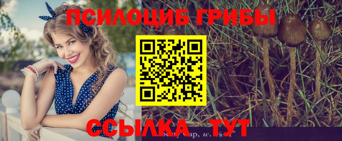 закладка  Вход с VPN  Фрязино  Галлюциногенные грибы Magic Shrooms 